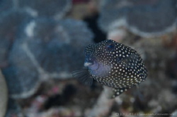 B O X F I S H
Boxfish black female (Ostracion meleagris)... by Irwin Ang 